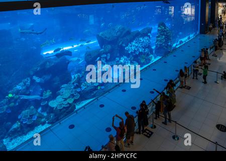 Aquarium in der Dubai Mall - das größte Einkaufszentrum der Welt, Vereinigte Arabische Emirate Stockfoto