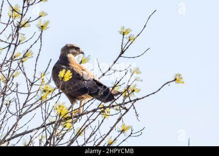 Ein Bussard (Buteo buteo) thront. Es ist ein mittelgroßer bis großer Greifvogel, der eine große Reichweite hat. Er gehört zur Gattung Buteo und ist Mitglied der t Stockfoto