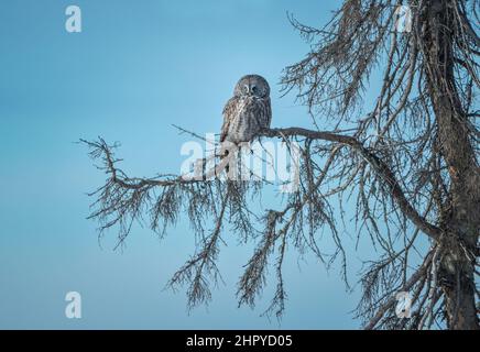 Große graue Eule auf einem Zweig auf der Suche nach Nahrung Stockfoto