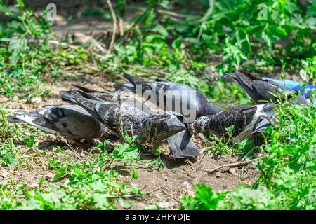 Tauben stehen im Gras. Vogelschar, der auf dem Boden steht Stockfoto