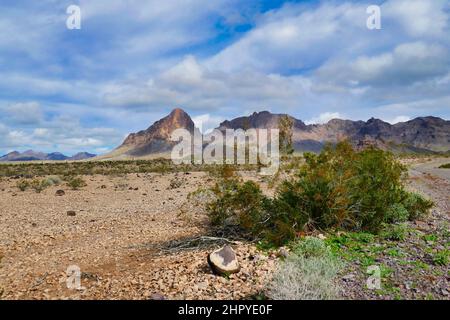 Wüstenlandschaft des Wildfrühlings Wilderness Area, entlang der alten Route 66, zwischen Havasu und Oatman, Arizona, USA Stockfoto