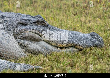 Big Padre, ein großer männlicher Alligator, sonnt sich im South Padre Island Alligator Sanctuary in Texas. Stockfoto