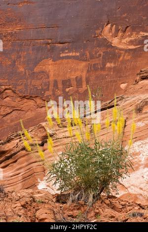 Das Bear Panel ist ein Fremont Culture Rock Art Panel der Ureinwohner Amerikas entlang des Colorado River in der Nähe von Moab, Utah. Diese Petroglyphen im Fremont-Stil sind 80 Stockfoto