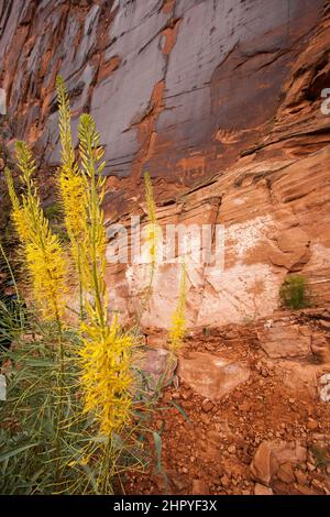 Das Bear Panel ist ein Fremont Culture Rock Art Panel der Ureinwohner Amerikas entlang des Colorado River in der Nähe von Moab, Utah. Diese Petroglyphen im Fremont-Stil sind 80 Stockfoto