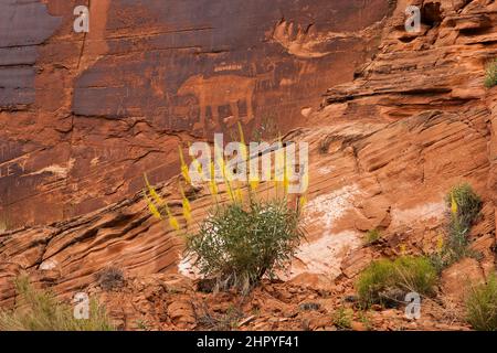 Das Bear Panel ist ein Fremont Culture Rock Art Panel der Ureinwohner Amerikas entlang des Colorado River in der Nähe von Moab, Utah. Diese Petroglyphen im Fremont-Stil sind 80 Stockfoto