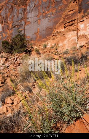 Das Bear Panel ist ein Fremont Culture Rock Art Panel der Ureinwohner Amerikas entlang des Colorado River in der Nähe von Moab, Utah. Diese Petroglyphen im Fremont-Stil sind 80 Stockfoto