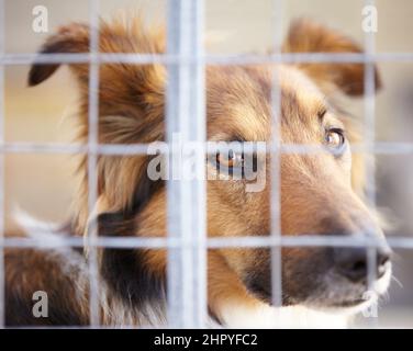 Geben Sie mir nicht diese Welpenhundeaugen. Ein Hund, der in einem Käfig am Pfund eingesperrt ist. Stockfoto