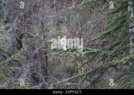 Einsamer Tauber Kuckuck von hinten thront auf einem grünen Zweig einer Kiefer in einem Wald Stockfoto