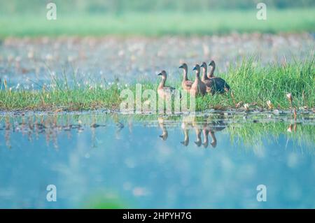 Shallow Focus Aufnahme einer kleinen Herde kleiner Pfeifenten, die auf dem Gras am Wasser spazieren Stockfoto