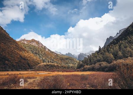 Panoramablick auf die Yading Chonggu Wiese in Daocheng, Ganzi, Sichuan, China Stockfoto