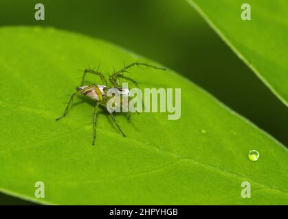 Nahaufnahme einer kleinen Spinne mit haarigen Füßen, die auf einem grünen Blatt mit kleinen Wassertropfen darauf sitzt Stockfoto