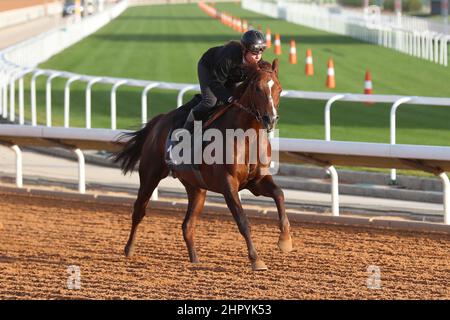 Riad, USA. 24th. Februar 2022. 24. Februar 2022: DERYAN trainiert in Vorbereitung auf der King Abdulaziz Rennbahn in Riad, Saudi-Arabien, am 24th. Februar 2022. Shamela Hanley/Eclipse Sportswire/CSM/Alamy Live News Stockfoto