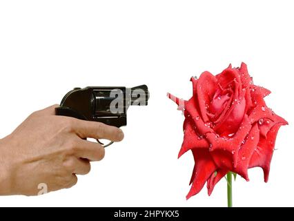 Hand halten Revolver Pistole zeigt auf rote Rose mit Tropfen Wasser auf weißem Hintergrund Stockfoto