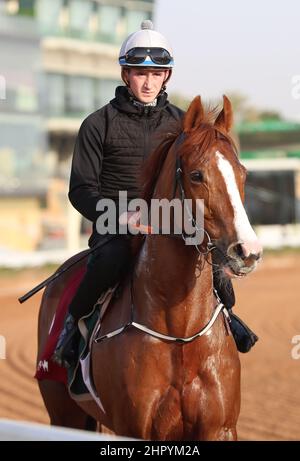 Riad, USA. 24th. Februar 2022. 24. Februar 2022: SONNYBOYLISTEN-Übungen zur Vorbereitung auf der King Abdulaziz Racecourse in Riad, Saudi-Arabien, am 24th. Februar 2022. Shamela Hanley/Eclipse Sportswire/CSM/Alamy Live News Stockfoto