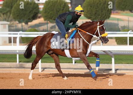 Riad, USA. 24th. Februar 2022. 24. Februar 2022: SHE'RIS-Übungen zur Vorbereitung auf der King Abdulaziz Racecourse in Riad, Saudi-Arabien, am 24th. Februar 2022. Shamela Hanley/Eclipse Sportswire/CSM/Alamy Live News Stockfoto