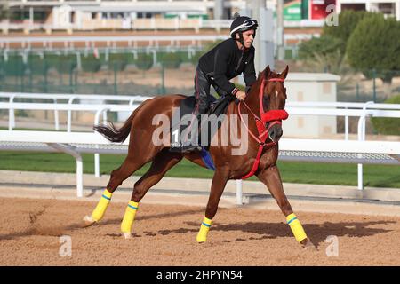 Riad, USA. 24th. Februar 2022. 24. Februar 2022: KIEFER trainiert in Vorbereitung auf der King Abdulaziz Racecourse in Riad, Saudi-Arabien am 24th. Februar 2022. Shamela Hanley/Eclipse Sportswire/CSM/Alamy Live News Stockfoto