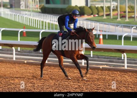 Riad, USA. 24th. Februar 2022. 24. Februar 2022: JACINDA trainiert in Vorbereitung auf der King Abdulaziz Rennbahn in Riad, Saudi-Arabien, am 24th. Februar 2022. Shamela Hanley/Eclipse Sportswire/CSM/Alamy Live News Stockfoto