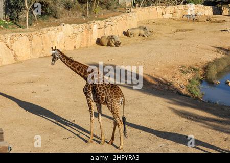 Giraffe steht auf dem Boden. Hohe Qualität Stockfoto