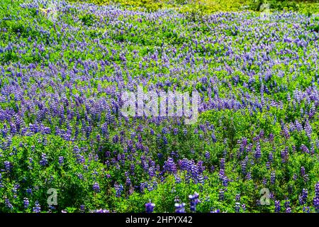 Schöne Landschaft von natürlichen lila Nootka Lupin Blumenfeld in der Sommersaison in Island. Blick auf die Nootka Lupin Blumenwiese im Osten Islands. Stockfoto