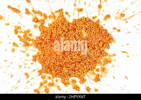 Nahaufnahme von Spaghettiringen in Tomatensauce, die auf weißem Hintergrund bespritzt sind Stockfoto