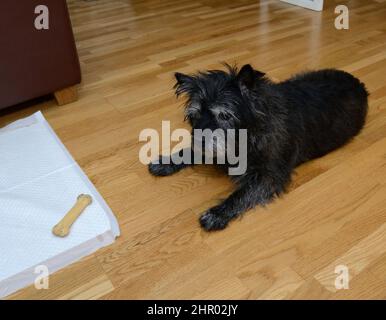cairn Terrier Hund liegt auf dem Boden und schaut auf den Knochen Stockfoto