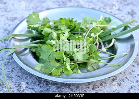 Die reifen grünen Korianderblätter mit Knoblauchblättern in der Stahlplatte über unscharf graubraunem Hintergrund verschließend. Stockfoto