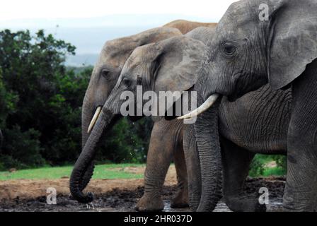 Nahaufnahme einer Reihe von drei wilden Elefanten, die an einem Wasserloch in der Wildnis trinken. Gedreht auf Safari in Südafrika. Stockfoto