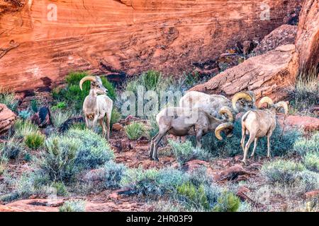 Desert Bighorn Schafe grasen im Valley of Fire State Park in der Nähe von Las Vegas, Nevada 4/14/2018 Stockfoto