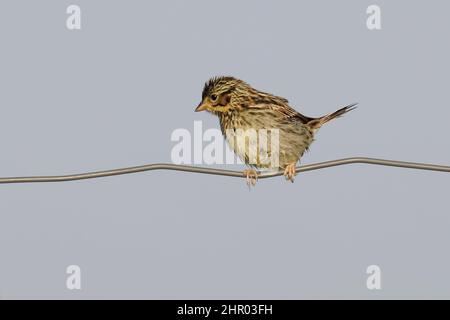 Ein junger Savannah Sparrow, Passerculus sandwichensis, thront auf einem Zaun Stockfoto