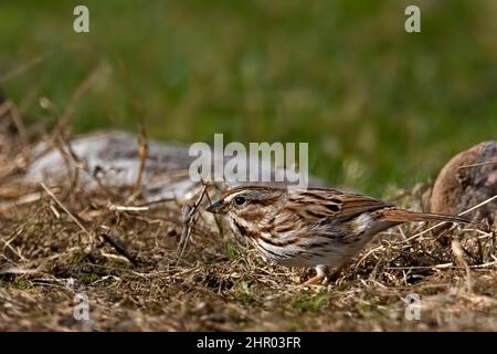 A Song Sparrow, Melospiza melodia, entspannend auf dem Boden Stockfoto