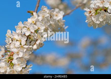 Blühender Kirschbaum, Prunus avium, im Frühjahr Stockfoto