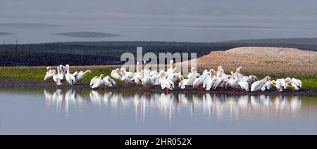 American White Pelican - im Gegensatz zum braunen Pelican, der das ganze Jahr über in Florida zu finden ist, sind Erwachsene weiße Pelikane Winterbesucher in Florida Stockfoto