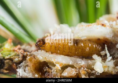 Kiefernharz-Gallenmottenlarve (Retinia resinella) Stockfoto