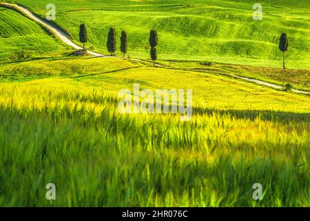 Landschaft mit einem Zypressen gesäumten Pfad in der Nähe von Pienza Stadt. Val d'Orcia in der Toskana, Italien, Europa. Stockfoto