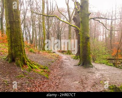 Ein Wanderweg, der an einem nassen und kalten Frühlingstag durch einen Wald im Lake District, Großbritannien, führt Stockfoto