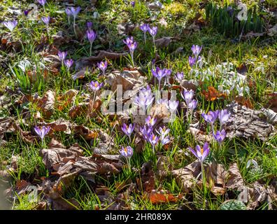 Wiese mit vielen Krokussen im Frühjahr Stockfoto