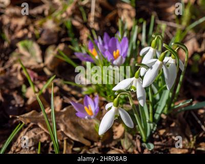 Schneeglöckchen und Krokusse im Hintergrund Stockfoto