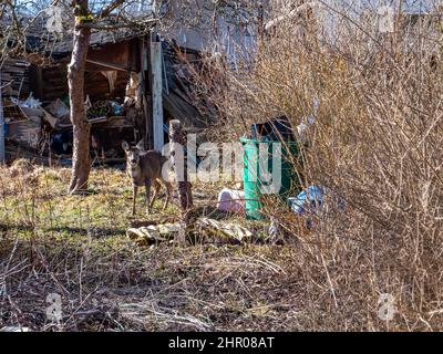 Hirsch steht in einem Garten Stockfoto