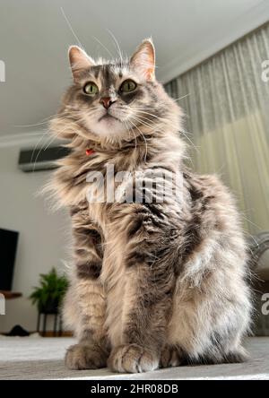 Katzen, schöne gestromte graue Katze, die auf dem Boden im Wohnzimmer sitzt. Nahaufnahme Portrait Foto Konzept von Haustieren oder Tieren mit selektivem Fokus auf hom Stockfoto