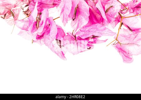 Bougainvillea Blumen, isolierte Bougainvillea Blumen auf weißem Hintergrund oder Oberfläche mit Kopierraum. Blumenmuster Konzept Foto Stockfoto