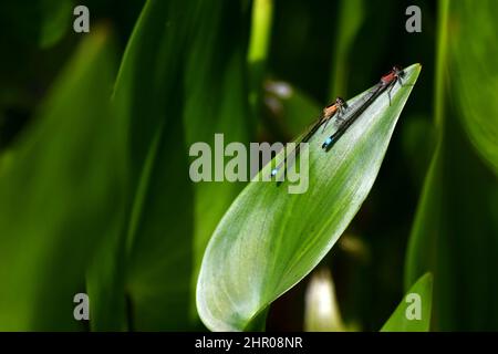 Ein Paar weiblicher Blauschwanzdamselflies, rufescens Obsoleta & rufescens bilden sich auf Einem Pond Leaf im Sommer, Juni 2021, Dorset, England Stockfoto