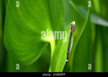 Weibliche Blauschwanzdamselfly in der Sonne, rufescens Obsoleta Form Blauschwanzdamselfly auf Einem Teichblatt, Juni 2021, Dorset, England Stockfoto