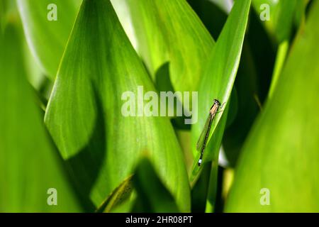 Weibliche Blauschwanzdamselfly in der Sonne, rufescens Obsoleta Form auf Einem Teichblatt, Juni 2021, Dorset, England Stockfoto