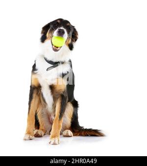 Es ist mein Ball. Studioaufnahme eines Border Collie mit einem Ball im Mund isoliert auf weiß. Stockfoto