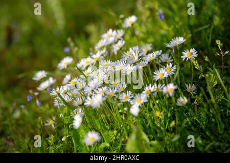Ochsenblüten, lateinischer Name Leucanthemum vulgare. Mit geringer Schärfentiefe. Stockfoto