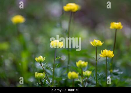 Der Globeflower, lateinischer Name Trollius europaeus. Gelbe Blüten mit geringer Schärfentiefe. Stockfoto