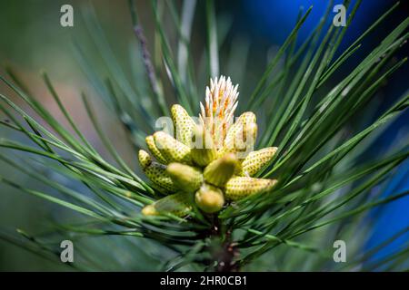 Moorkiefer, lateinischer Name Pinus mugo, männliche Pollen, die Strobili produzieren. Stockfoto