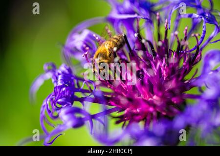 Die mehrjährige Kornblume, lateinisch Centaurea montana. Blau-violette Blume bestäubt durch eine Biene. Stockfoto