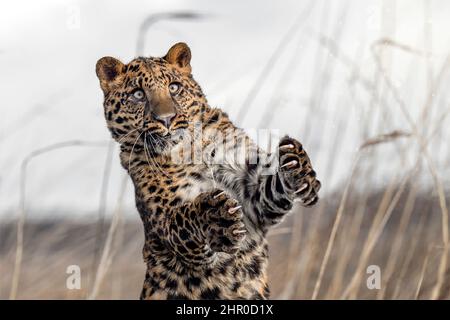 Der Panther kriecht über die Lichtung und sucht nach Beute. Stockfoto