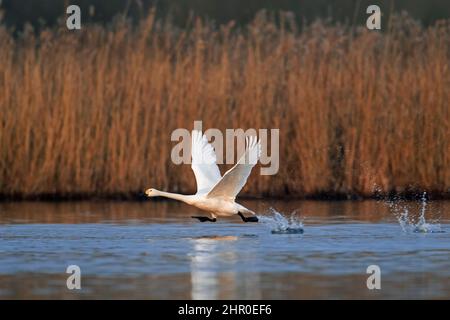 Tundra-Schwan / Bewick-Schwan (Cygnus columbianus bevickii), der im Frühjahr aus dem Wasser des Sees / Teiches abzieht Stockfoto